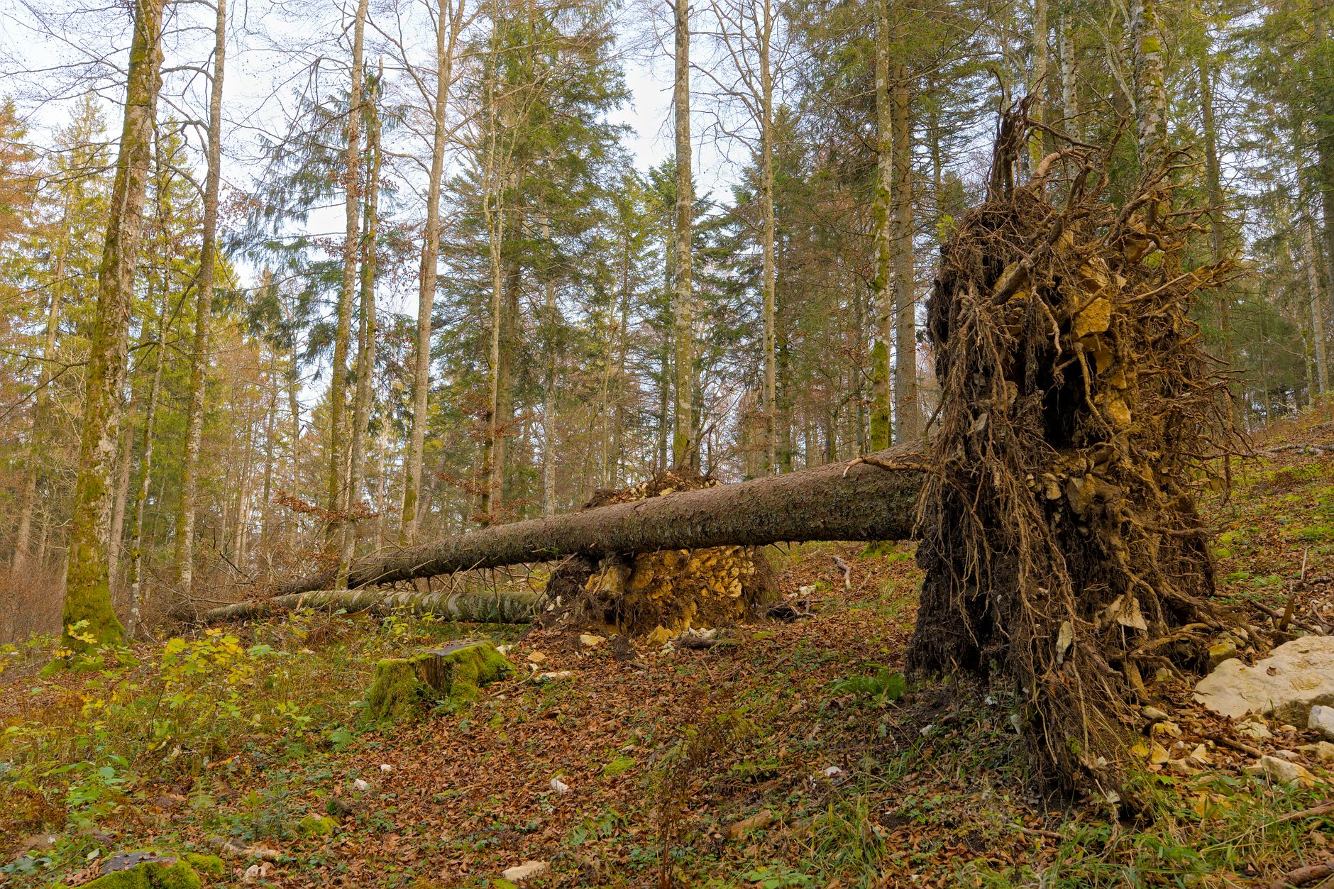 Enlèvement arbre urgence équipe à Brive-la-Gaillarde
